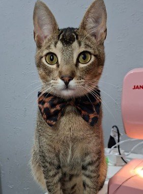 Oliver, o gato que inspirou o mascote da Hidromiro
